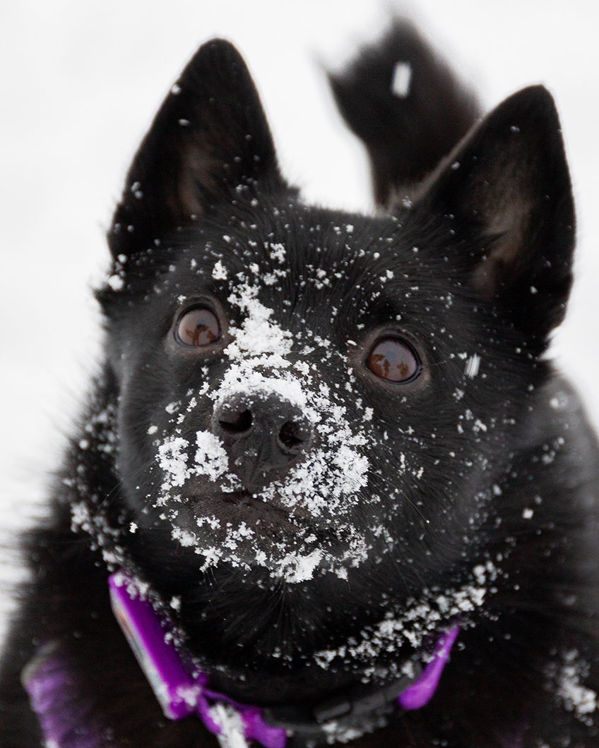 A dog romps in the snow